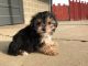 YorkiePoo Puppies for sale in Canton, OH, USA. price: $999