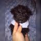 YorkiePoo Puppies for sale in Lowell, MA, USA. price: $900