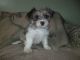 YorkiePoo Puppies for sale in Corpus Christi, TX 78401, USA. price: NA