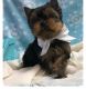 YorkiePoo Puppies for sale in Texas City, TX, USA. price: $500