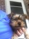 YorkiePoo Puppies for sale in Pittsburgh, PA, USA. price: $400