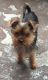 YorkiePoo Puppies for sale in Pittsburgh, PA, USA. price: $400