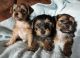 YorkiePoo Puppies for sale in New York, IA 50238, USA. price: $200
