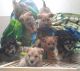 YorkiePoo Puppies for sale in Casa Grande, AZ, USA. price: NA