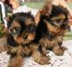 YorkiePoo Puppies for sale in Allaire Rd, Wall Township, NJ, USA. price: NA