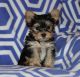 YorkiePoo Puppies for sale in Michigan Ave, Paterson, NJ 07503, USA. price: $450