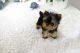 YorkiePoo Puppies for sale in California St, San Francisco, CA, USA. price: $500