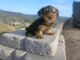 YorkiePoo Puppies for sale in Beverly Hills, CA 90210, USA. price: NA