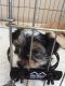 YorkiePoo Puppies for sale in Erie, PA, USA. price: NA