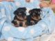 YorkiePoo Puppies for sale in Breeders Cup Dr, Odessa, FL 33556, USA. price: $500