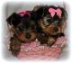 YorkiePoo Puppies for sale in Indianapolis, IN, USA. price: NA