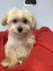 YorkiePoo Puppies for sale in Florida City, FL, USA. price: NA