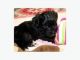 YorkiePoo Puppies for sale in Texas St, San Francisco, CA 94107, USA. price: $400