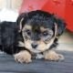 YorkiePoo Puppies for sale in Canton, OH, USA. price: $699