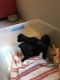 YorkiePoo Puppies for sale in 132 N 87th Pl, Mesa, AZ 85207, USA. price: NA