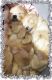 YorkiePoo Puppies for sale in Blaine, WA, USA. price: $700