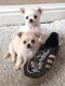 YorkiePoo Puppies for sale in Texas Charter Township, MI, USA. price: NA