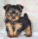 YorkiePoo Puppies for sale in Chicago Heights, IL, USA. price: NA
