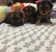 YorkiePoo Puppies for sale in Benson, NC 27504, USA. price: NA