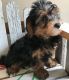 YorkiePoo Puppies for sale in Sioux City, IA, USA. price: $500