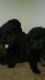 YorkiePoo Puppies for sale in Lawrenceville, GA 30044, USA. price: NA