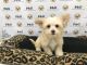 YorkiePoo Puppies for sale in Temple City, CA, USA. price: NA