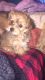 YorkiePoo Puppies for sale in Melrose Park, IL 60164, USA. price: NA