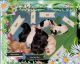 YorkiePoo Puppies for sale in Blaine, WA, USA. price: $800