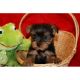 YorkiePoo Puppies for sale in Annapolis, MD, USA. price: NA