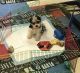 YorkiePoo Puppies for sale in Delmont, PA 15626, USA. price: NA