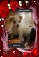 YorkiePoo Puppies for sale in Blaine, WA, USA. price: $850