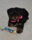 YorkiePoo Puppies for sale in Houghton Lake, MI 48629, USA. price: $600