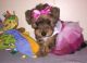 YorkiePoo Puppies for sale in Pensacola, FL 32505, USA. price: NA