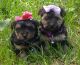 YorkiePoo Puppies for sale in Haynesville, LA 71038, USA. price: $550