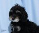 YorkiePoo Puppies for sale in Pahrump, NV, USA. price: $150