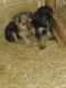 YorkiePoo Puppies for sale in Spotsylvania Courthouse, VA, USA. price: $650