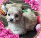 YorkiePoo Puppies for sale in Blaine, WA, USA. price: $800