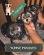 YorkiePoo Puppies for sale in Philadelphia, PA, USA. price: NA