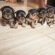 YorkiePoo Puppies for sale in San Francisco, CA, USA. price: $600