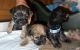 YorkiePoo Puppies for sale in Gilroy, CA 95020, USA. price: NA