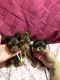 YorkiePoo Puppies for sale in Greenville, SC, USA. price: NA