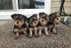 YorkiePoo Puppies for sale in Cleveland, OH, USA. price: NA