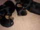 YorkiePoo Puppies for sale in Virginia City, NV 89440, USA. price: $300