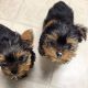 YorkiePoo Puppies for sale in Walnut Creek, CA, USA. price: NA