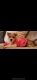YorkiePoo Puppies for sale in Ridgewood, Queens, NY, USA. price: NA