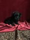 YorkiePoo Puppies for sale in New Orleans, LA, USA. price: NA