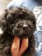 YorkiePoo Puppies for sale in Wylie, TX, USA. price: $1,000