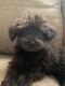 YorkiePoo Puppies for sale in Natchitoches, LA, USA. price: $750