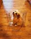 YorkiePoo Puppies for sale in Bridgeport, CT, USA. price: $450