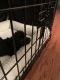 YorkiePoo Puppies for sale in Charlotte, NC, USA. price: $500